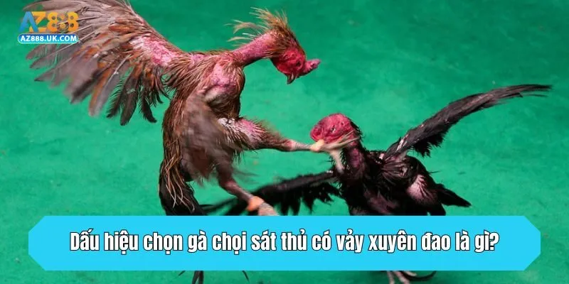 Vảy Xuyên Đao Là Gì? Dấu Hiệu Chọn Gà Chọi Sát Thủ 4 Dấu hiệu chọn gà chọi sát thủ có vảy xuyên đao là gì?