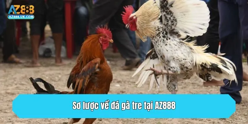 Sơ lược về đá gà tre tại AZ888