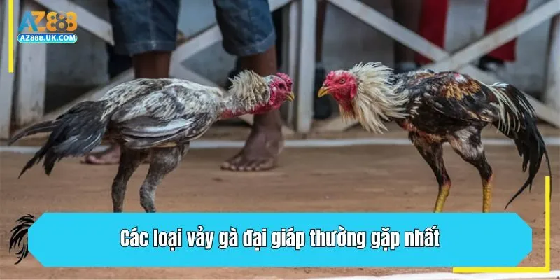 Các loại vảy gà đại giáp thường gặp nhất