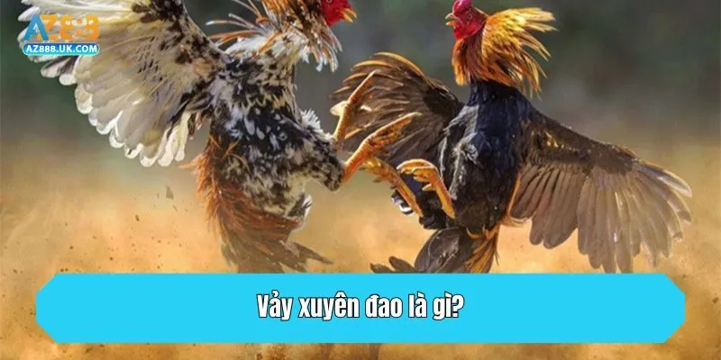 Vảy Xuyên Đao Là Gì? Dấu Hiệu Chọn Gà Chọi Sát Thủ 2 Vảy xuyên đao là gì?