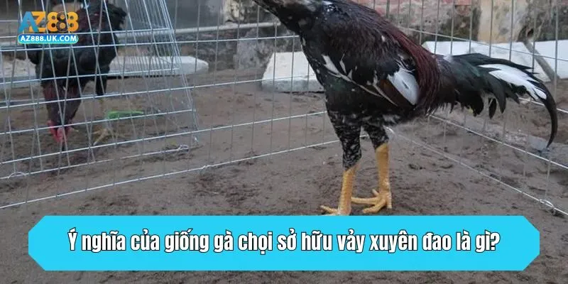 Vảy Xuyên Đao Là Gì? Dấu Hiệu Chọn Gà Chọi Sát Thủ 3 Ý nghĩa của giống gà chọi sở hữu vảy xuyên đao là gì?